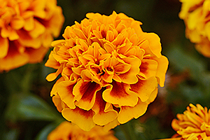 À̹ÌÁö¸¦ Ŭ¸¯ÇÏ½Ã¸é ¿øº»»çÀÌÁî·Î º¸½Ç ¼ö ÀÖ½À´Ï´Ù.