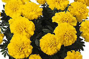 À̹ÌÁö¸¦ Ŭ¸¯ÇÏ½Ã¸é ¿øº»»çÀÌÁî·Î º¸½Ç ¼ö ÀÖ½À´Ï´Ù.