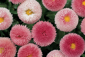 À̹ÌÁö¸¦ Ŭ¸¯ÇÏ½Ã¸é ¿øº»»çÀÌÁî·Î º¸½Ç ¼ö ÀÖ½À´Ï´Ù.