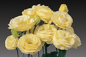 À̹ÌÁö¸¦ Ŭ¸¯ÇÏ½Ã¸é ¿øº»»çÀÌÁî·Î º¸½Ç ¼ö ÀÖ½À´Ï´Ù.