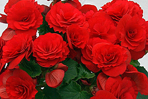 À̹ÌÁö¸¦ Ŭ¸¯ÇÏ½Ã¸é ¿øº»»çÀÌÁî·Î º¸½Ç ¼ö ÀÖ½À´Ï´Ù.