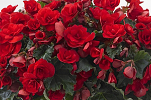 À̹ÌÁö¸¦ Ŭ¸¯ÇÏ½Ã¸é ¿øº»»çÀÌÁî·Î º¸½Ç ¼ö ÀÖ½À´Ï´Ù.