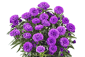À̹ÌÁö¸¦ Ŭ¸¯ÇÏ½Ã¸é ¿øº»»çÀÌÁî·Î º¸½Ç ¼ö ÀÖ½À´Ï´Ù.