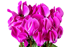 À̹ÌÁö¸¦ Ŭ¸¯ÇÏ½Ã¸é ¿øº»»çÀÌÁî·Î º¸½Ç ¼ö ÀÖ½À´Ï´Ù.