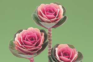 À̹ÌÁö¸¦ Ŭ¸¯ÇÏ½Ã¸é ¿øº»»çÀÌÁî·Î º¸½Ç ¼ö ÀÖ½À´Ï´Ù.