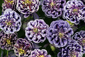 À̹ÌÁö¸¦ Ŭ¸¯ÇÏ½Ã¸é ¿øº»»çÀÌÁî·Î º¸½Ç ¼ö ÀÖ½À´Ï´Ù.