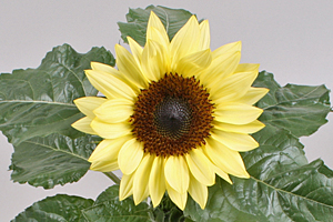 À̹ÌÁö¸¦ Ŭ¸¯ÇÏ½Ã¸é ¿øº»»çÀÌÁî·Î º¸½Ç ¼ö ÀÖ½À´Ï´Ù.