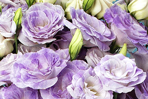À̹ÌÁö¸¦ Ŭ¸¯ÇÏ½Ã¸é ¿øº»»çÀÌÁî·Î º¸½Ç ¼ö ÀÖ½À´Ï´Ù.