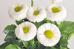 À̹ÌÁö¸¦ Ŭ¸¯ÇÏ½Ã¸é ¿øº»»çÀÌÁî·Î º¸½Ç ¼ö ÀÖ½À´Ï´Ù.