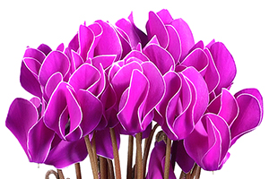 À̹ÌÁö¸¦ Ŭ¸¯ÇÏ½Ã¸é ¿øº»»çÀÌÁî·Î º¸½Ç ¼ö ÀÖ½À´Ï´Ù.