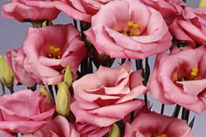 À̹ÌÁö¸¦ Ŭ¸¯ÇÏ½Ã¸é ¿øº»»çÀÌÁî·Î º¸½Ç ¼ö ÀÖ½À´Ï´Ù.