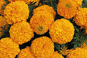 À̹ÌÁö¸¦ Ŭ¸¯ÇÏ½Ã¸é ¿øº»»çÀÌÁî·Î º¸½Ç ¼ö ÀÖ½À´Ï´Ù.