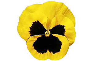 À̹ÌÁö¸¦ Ŭ¸¯ÇÏ½Ã¸é ¿øº»»çÀÌÁî·Î º¸½Ç ¼ö ÀÖ½À´Ï´Ù.