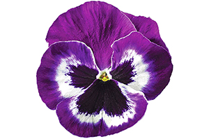À̹ÌÁö¸¦ Ŭ¸¯ÇÏ½Ã¸é ¿øº»»çÀÌÁî·Î º¸½Ç ¼ö ÀÖ½À´Ï´Ù.