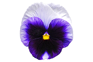 À̹ÌÁö¸¦ Ŭ¸¯ÇÏ½Ã¸é ¿øº»»çÀÌÁî·Î º¸½Ç ¼ö ÀÖ½À´Ï´Ù.