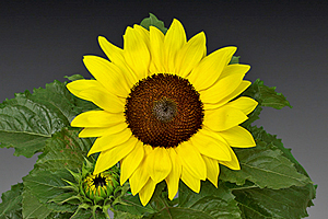 À̹ÌÁö¸¦ Ŭ¸¯ÇÏ½Ã¸é ¿øº»»çÀÌÁî·Î º¸½Ç ¼ö ÀÖ½À´Ï´Ù.