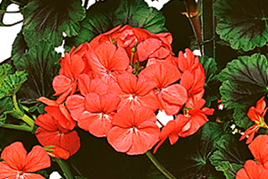 À̹ÌÁö¸¦ Ŭ¸¯ÇÏ½Ã¸é ¿øº»»çÀÌÁî·Î º¸½Ç ¼ö ÀÖ½À´Ï´Ù.