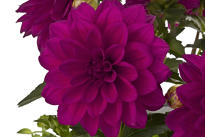 À̹ÌÁö¸¦ Ŭ¸¯ÇÏ½Ã¸é ¿øº»»çÀÌÁî·Î º¸½Ç ¼ö ÀÖ½À´Ï´Ù.