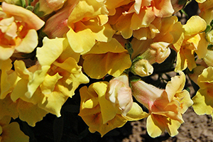 À̹ÌÁö¸¦ Ŭ¸¯ÇÏ½Ã¸é ¿øº»»çÀÌÁî·Î º¸½Ç ¼ö ÀÖ½À´Ï´Ù.