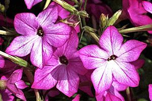 À̹ÌÁö¸¦ Ŭ¸¯ÇÏ½Ã¸é ¿øº»»çÀÌÁî·Î º¸½Ç ¼ö ÀÖ½À´Ï´Ù.