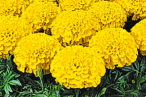 À̹ÌÁö¸¦ Ŭ¸¯ÇÏ½Ã¸é ¿øº»»çÀÌÁî·Î º¸½Ç ¼ö ÀÖ½À´Ï´Ù.