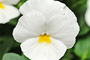 À̹ÌÁö¸¦ Ŭ¸¯ÇÏ½Ã¸é ¿øº»»çÀÌÁî·Î º¸½Ç ¼ö ÀÖ½À´Ï´Ù.
