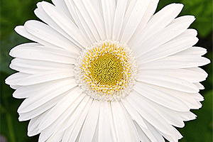 À̹ÌÁö¸¦ Ŭ¸¯ÇÏ½Ã¸é ¿øº»»çÀÌÁî·Î º¸½Ç ¼ö ÀÖ½À´Ï´Ù.