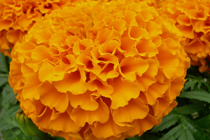 À̹ÌÁö¸¦ Ŭ¸¯ÇÏ½Ã¸é ¿øº»»çÀÌÁî·Î º¸½Ç ¼ö ÀÖ½À´Ï´Ù.