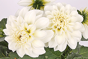 À̹ÌÁö¸¦ Ŭ¸¯ÇÏ½Ã¸é ¿øº»»çÀÌÁî·Î º¸½Ç ¼ö ÀÖ½À´Ï´Ù.