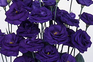 À̹ÌÁö¸¦ Ŭ¸¯ÇÏ½Ã¸é ¿øº»»çÀÌÁî·Î º¸½Ç ¼ö ÀÖ½À´Ï´Ù.