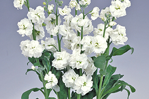 À̹ÌÁö¸¦ Ŭ¸¯ÇÏ½Ã¸é ¿øº»»çÀÌÁî·Î º¸½Ç ¼ö ÀÖ½À´Ï´Ù.