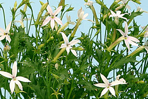 À̹ÌÁö¸¦ Ŭ¸¯ÇÏ½Ã¸é ¿øº»»çÀÌÁî·Î º¸½Ç ¼ö ÀÖ½À´Ï´Ù.