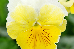 À̹ÌÁö¸¦ Ŭ¸¯ÇÏ½Ã¸é ¿øº»»çÀÌÁî·Î º¸½Ç ¼ö ÀÖ½À´Ï´Ù.