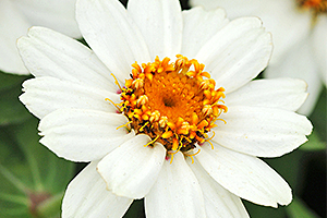 À̹ÌÁö¸¦ Ŭ¸¯ÇÏ½Ã¸é ¿øº»»çÀÌÁî·Î º¸½Ç ¼ö ÀÖ½À´Ï´Ù.