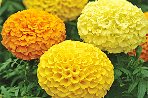 À̹ÌÁö¸¦ Ŭ¸¯ÇÏ½Ã¸é ¿øº»»çÀÌÁî·Î º¸½Ç ¼ö ÀÖ½À´Ï´Ù.