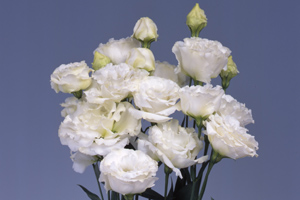 À̹ÌÁö¸¦ Ŭ¸¯ÇÏ½Ã¸é ¿øº»»çÀÌÁî·Î º¸½Ç ¼ö ÀÖ½À´Ï´Ù.