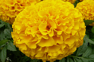 À̹ÌÁö¸¦ Ŭ¸¯ÇÏ½Ã¸é ¿øº»»çÀÌÁî·Î º¸½Ç ¼ö ÀÖ½À´Ï´Ù.