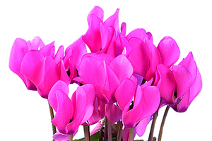 À̹ÌÁö¸¦ Ŭ¸¯ÇÏ½Ã¸é ¿øº»»çÀÌÁî·Î º¸½Ç ¼ö ÀÖ½À´Ï´Ù.