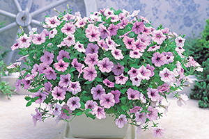 À̹ÌÁö¸¦ Ŭ¸¯ÇÏ½Ã¸é ¿øº»»çÀÌÁî·Î º¸½Ç ¼ö ÀÖ½À´Ï´Ù.