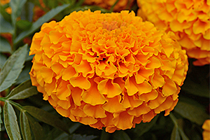 À̹ÌÁö¸¦ Ŭ¸¯ÇÏ½Ã¸é ¿øº»»çÀÌÁî·Î º¸½Ç ¼ö ÀÖ½À´Ï´Ù.