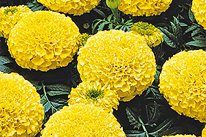 À̹ÌÁö¸¦ Ŭ¸¯ÇÏ½Ã¸é ¿øº»»çÀÌÁî·Î º¸½Ç ¼ö ÀÖ½À´Ï´Ù.