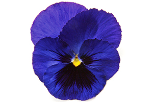À̹ÌÁö¸¦ Ŭ¸¯ÇÏ½Ã¸é ¿øº»»çÀÌÁî·Î º¸½Ç ¼ö ÀÖ½À´Ï´Ù.