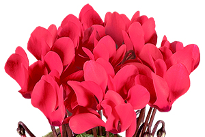 À̹ÌÁö¸¦ Ŭ¸¯ÇÏ½Ã¸é ¿øº»»çÀÌÁî·Î º¸½Ç ¼ö ÀÖ½À´Ï´Ù.