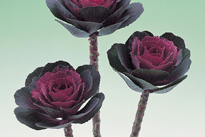 À̹ÌÁö¸¦ Ŭ¸¯ÇÏ½Ã¸é ¿øº»»çÀÌÁî·Î º¸½Ç ¼ö ÀÖ½À´Ï´Ù.