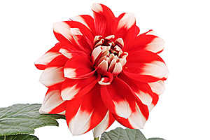 À̹ÌÁö¸¦ Ŭ¸¯ÇÏ½Ã¸é ¿øº»»çÀÌÁî·Î º¸½Ç ¼ö ÀÖ½À´Ï´Ù.