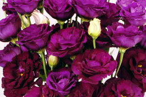 À̹ÌÁö¸¦ Ŭ¸¯ÇÏ½Ã¸é ¿øº»»çÀÌÁî·Î º¸½Ç ¼ö ÀÖ½À´Ï´Ù.