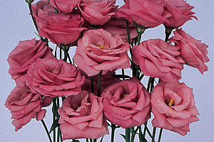 À̹ÌÁö¸¦ Ŭ¸¯ÇÏ½Ã¸é ¿øº»»çÀÌÁî·Î º¸½Ç ¼ö ÀÖ½À´Ï´Ù.