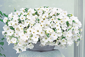 À̹ÌÁö¸¦ Ŭ¸¯ÇÏ½Ã¸é ¿øº»»çÀÌÁî·Î º¸½Ç ¼ö ÀÖ½À´Ï´Ù.