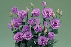À̹ÌÁö¸¦ Ŭ¸¯ÇÏ½Ã¸é ¿øº»»çÀÌÁî·Î º¸½Ç ¼ö ÀÖ½À´Ï´Ù.