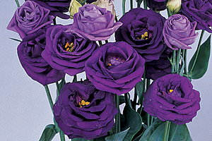 À̹ÌÁö¸¦ Ŭ¸¯ÇÏ½Ã¸é ¿øº»»çÀÌÁî·Î º¸½Ç ¼ö ÀÖ½À´Ï´Ù.